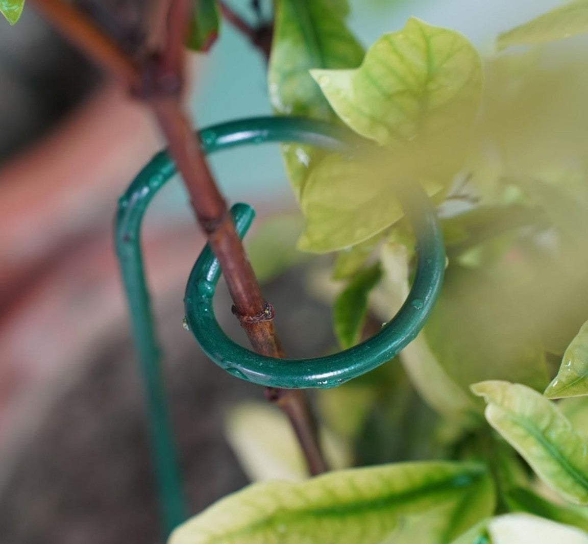 PLANT SUPPORT RING STICK  (1 PCS) (X707)